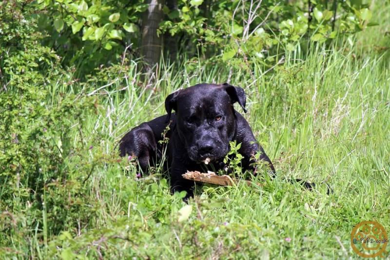 Puppies Cane Corso X Presa Canario For Sale In The Uk