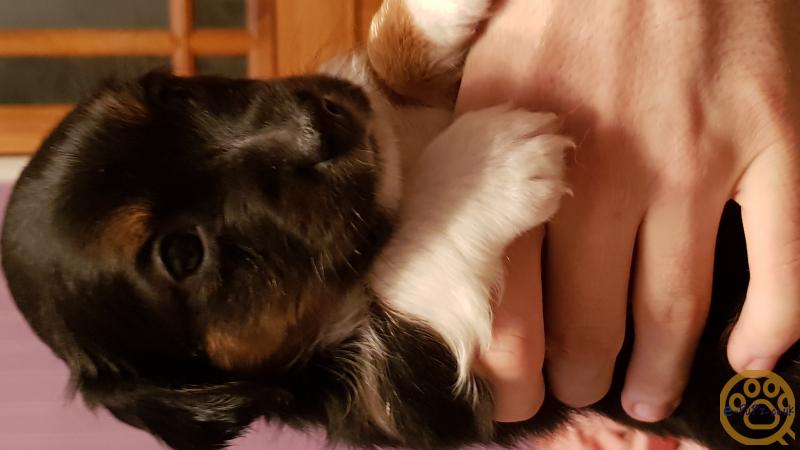 Dogs Jack Russell X Dachshund Puppies X4 For Sale In The Uk