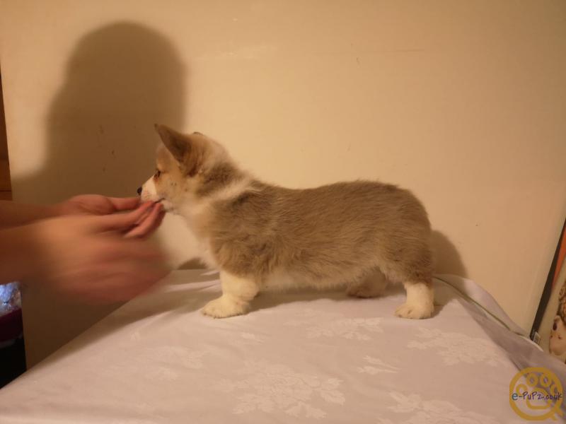 Puppies Show Quality Kc Reg Pembrockshire Corgi Puppies
