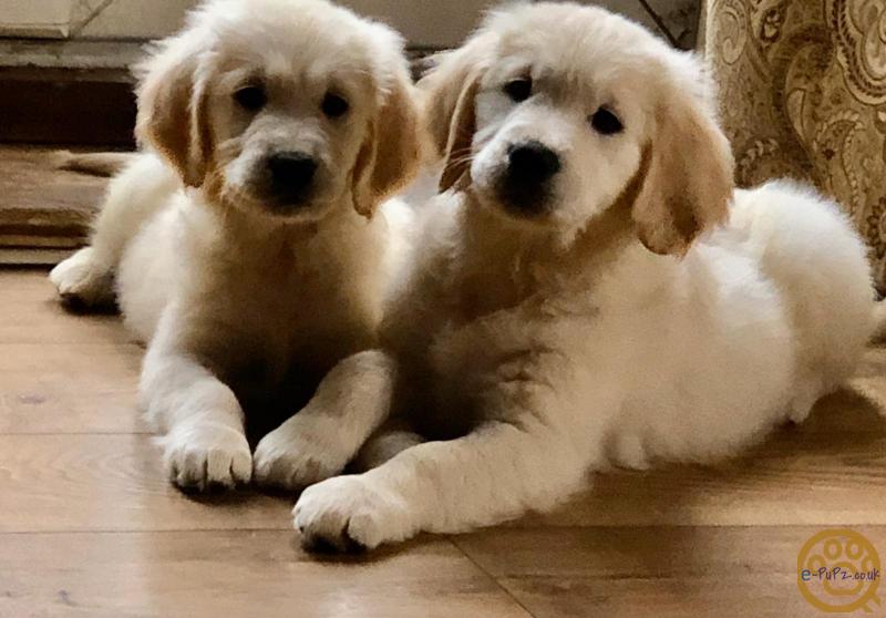 Puppies Kennel Club Registered Golden Retriever Puppy For Sale In The Uk