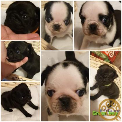 Pugs Panda and black only 4 left