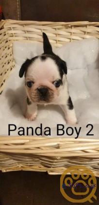Pugs Panda and black only 4 left