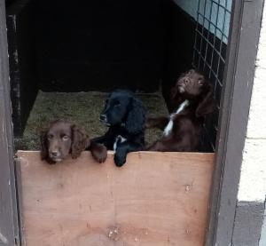 For sale F1 Sprocker Spanel pups three males