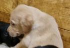 OUTSTANDING LITTER OF K.C REGISTERED LABRADOR puppies