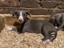 Whippet puppies KC registered
