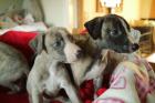 Whippet puppies Ready now
