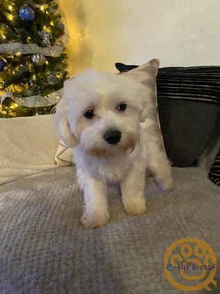 2 male 5 month old Maltese puppies for sale