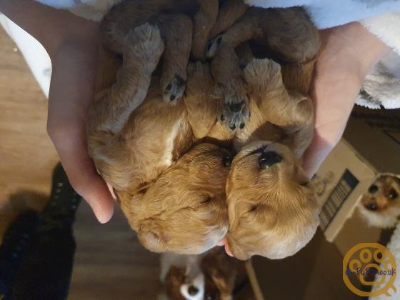 4 stunning Red cavapoo puppies 4 weeks old