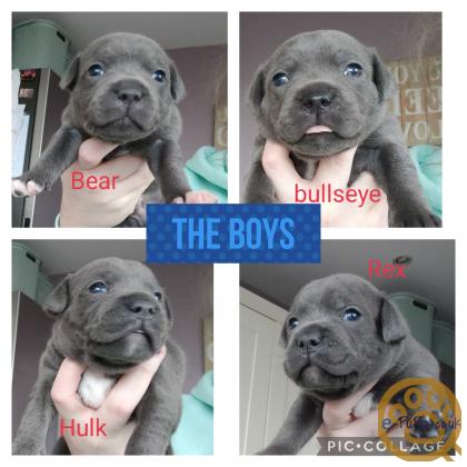 2 female and 3 male joker x blue Bronson staffy puppies