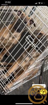 Belgian mallinois x Akita puppies for sale