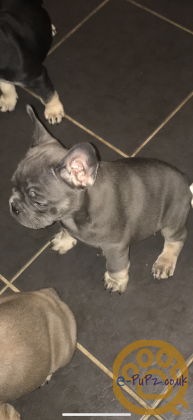 French bulldog puppies ready to leave