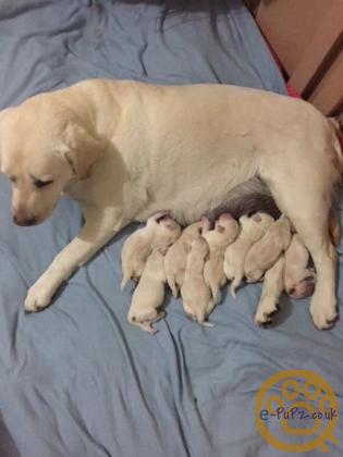Labrador puppies puppy