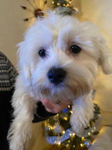 2 male 5 month old Maltese puppies for sale