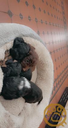 F1 Cockapoo puppies health tested parent
