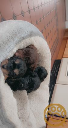 F1 Cockapoo puppies health tested parent