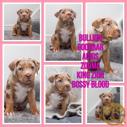 Female merle XL bully’s for sale abkc bossy blood
