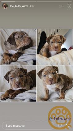 Female merle XL bully’s for sale abkc bossy blood