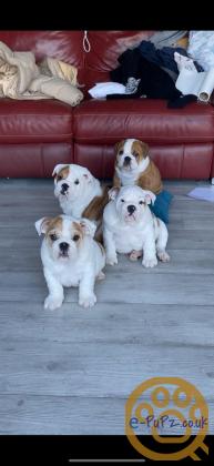 Beautiful Bulldog Puppies for sale