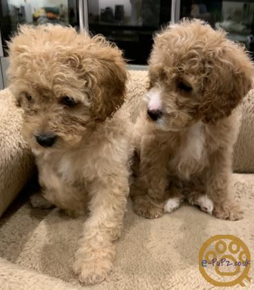 Cavapoochon puppies for sale