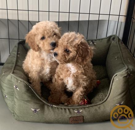 Cavapoochon puppies for sale