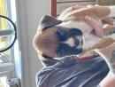 KC registered boxer puppies
