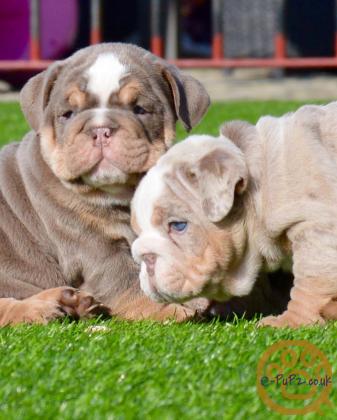 Beautiful Lil Pumbaa puppies for sale