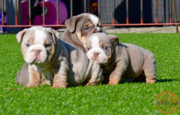 Beautiful Lil Pumbaa puppies for sale