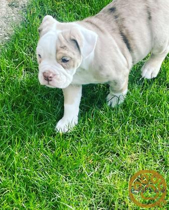 Old England Bulldogs puppies