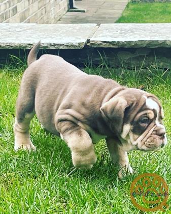 Old England Bulldogs puppies