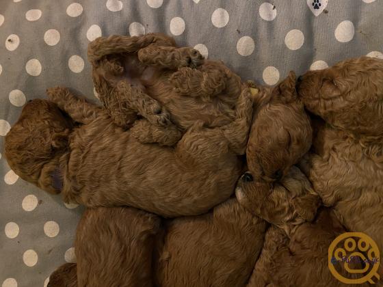 KC reg Miniature Red Poodle Puppies!