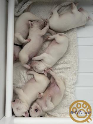 Amazing English Bull Terrier Pups. Top Bloodlines