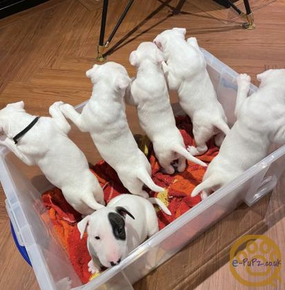 Amazing English Bull Terrier Pups. Top Bloodlines