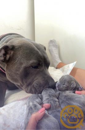 Quality Blue Staffordshire Bull Terriers