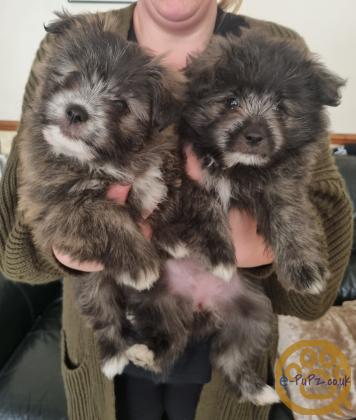 READY NOW 2 beautiful fluffy girl Pomshi puppies