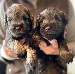 Beautiful miniature Schnauzer puppies