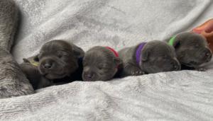 Quality Blue Staffordshire Bull Terriers