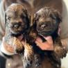Beautiful miniature Schnauzer puppies