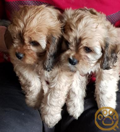 Cavachon Puppies 10 weeks old Ready for loving homes 1 girl and 6 boys