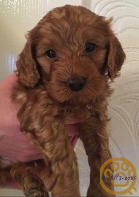 Cockapoo puppies for sale