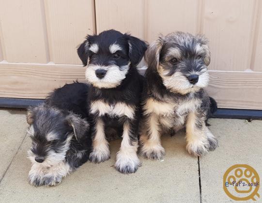 KC registered Miniature schnauzer puppies
