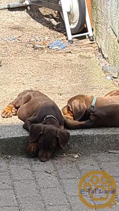 Urgent Doberman puppies needing homes