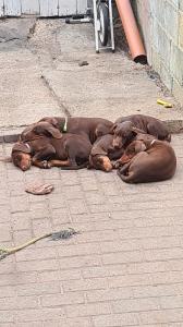 Urgent Doberman puppies needing homes