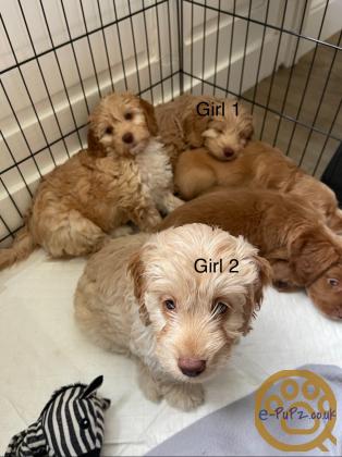2 cockapoo girls for sale
