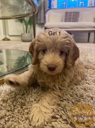 2 cockapoo girls for sale