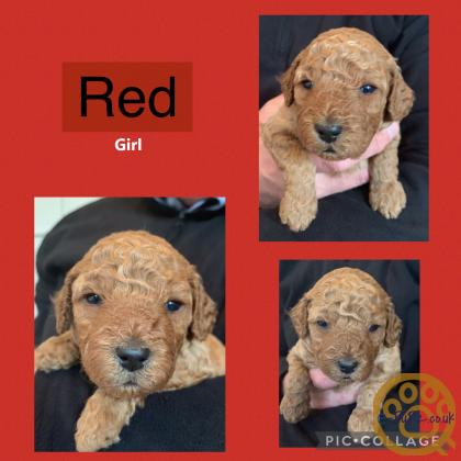 6 F1B Fox Red Toy Cockapoos (from Kennel Club registered stud)