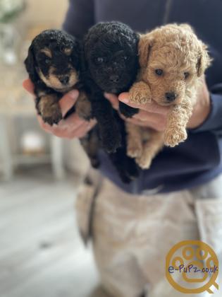Stunning Toy Poodle Puppies- Ready to leave