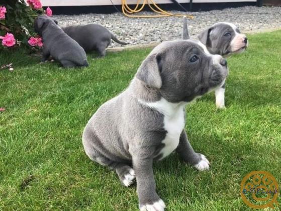Active Blue Staffordshire bull terrier puppies