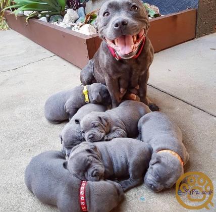 Active Blue Staffordshire bull terrier puppies