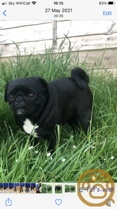 Beautiful, healthy pug puppies. READY NOW!