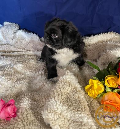 Beautiful, healthy pug puppies. READY NOW!